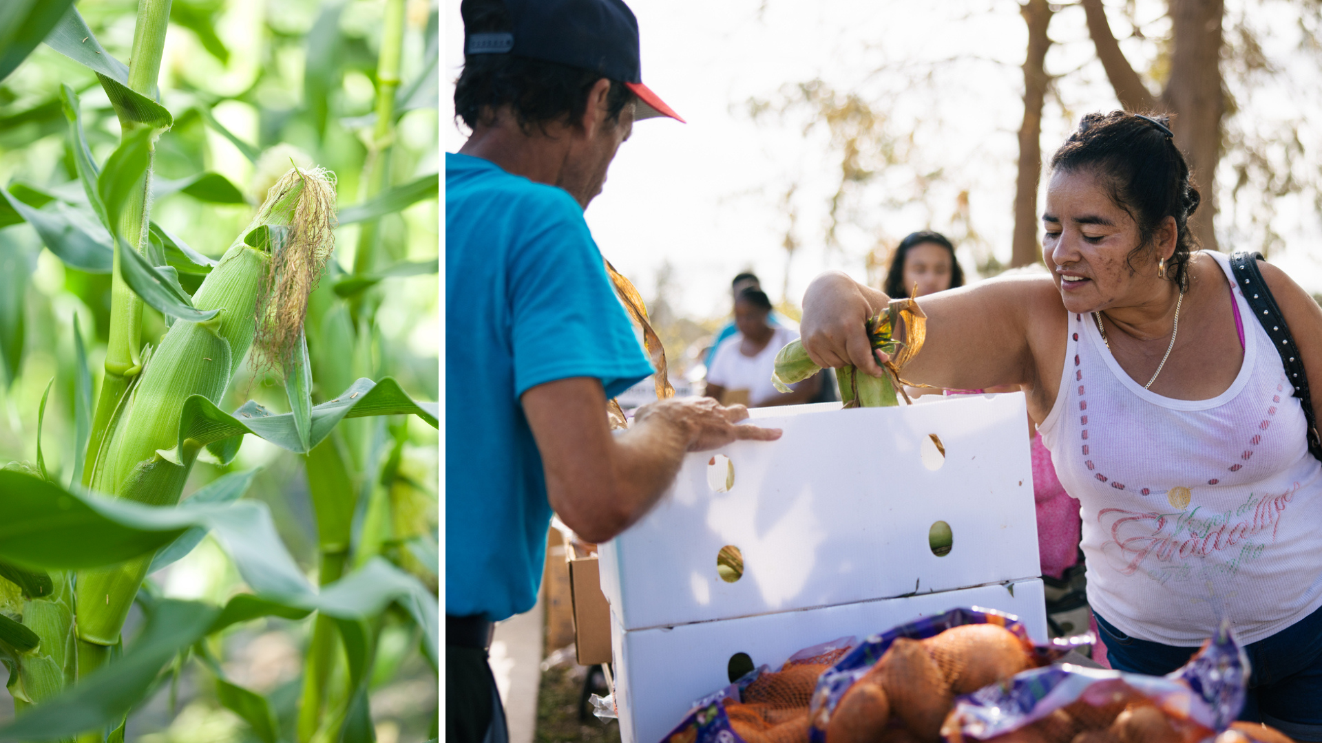Photo of corn in a field next to a photo of a woman choosing corn at food distribution
